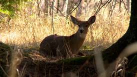 Hook & Hunting: DNR accepting grant applications for wildlife habitats