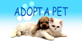 Adopt-A-Pet Tuesday: Sunny, Dayton, Chandler
