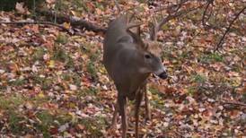 Hook & Hunting: Top Reminders for Firearm Deer Hunters this Season