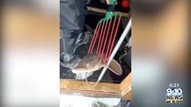 Hook & Hunting: Michigan’s Short Sturgeon Season Is Approaching